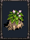White Mandragora