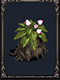Black Mandragora